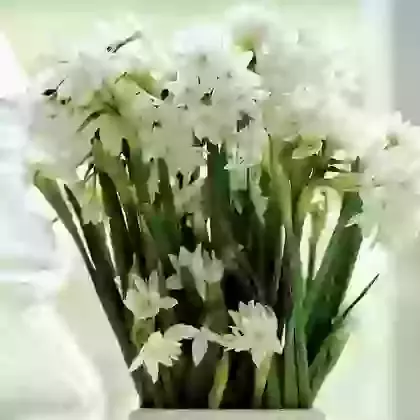Indoor Flowering Narcissi